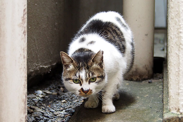 しぐれ　ぎろり