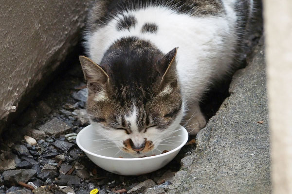 しぐれ　食べる