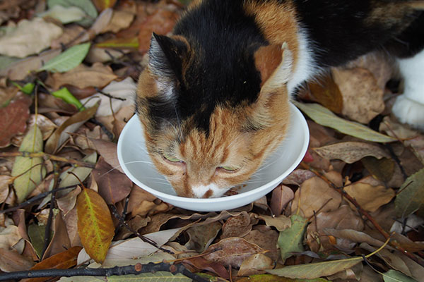 食べる　ミク