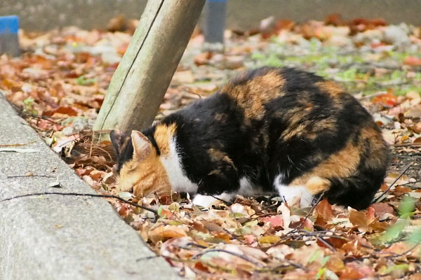 カツオ落ちた　ミク