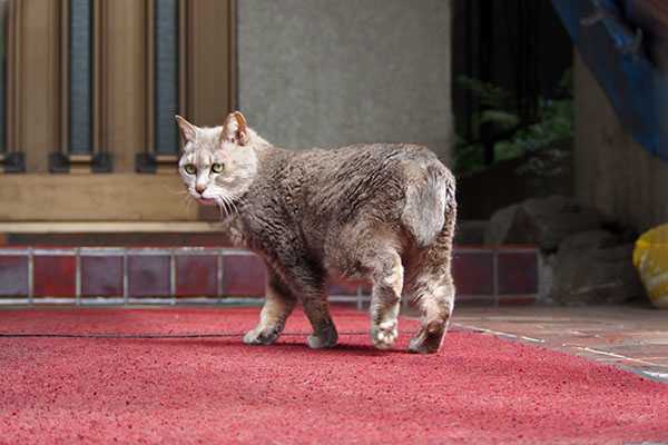 シピ　後ろ足かわいい