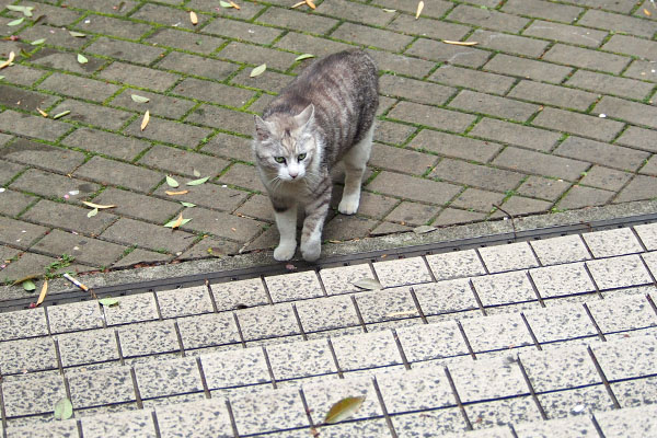 クロム　さっきまで居たのに