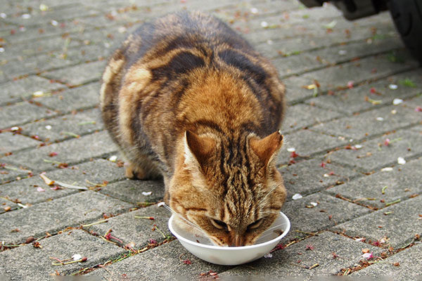 食べるクラタン