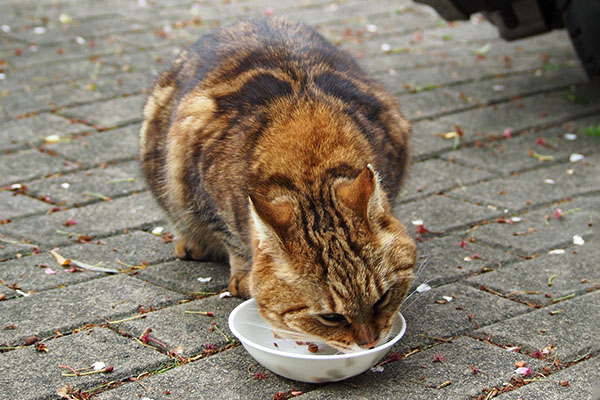 食べるクラタン２