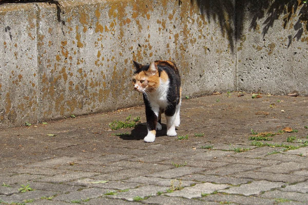 ミク　下りて来た