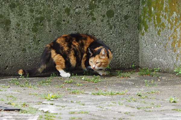 ミク　探し物