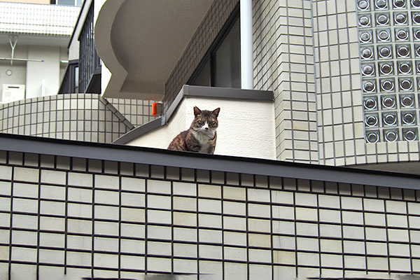 高い所に　アシメ発見