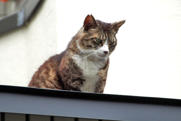 おりれるのか　アシメ