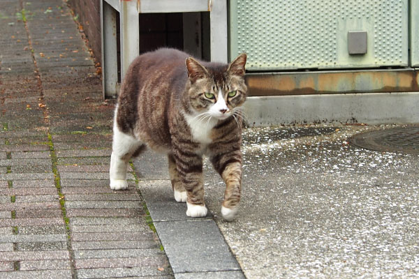 そっちですか　アシメ