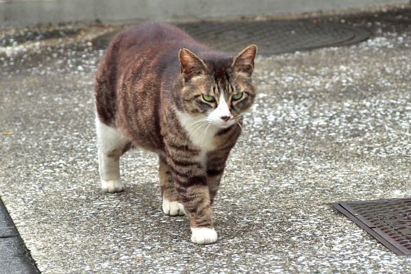 行きますとも　アシメ