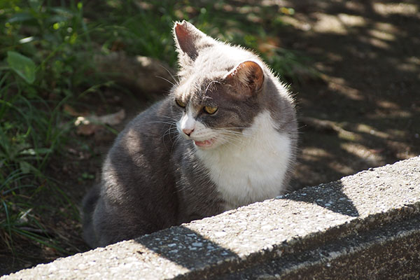 レックス　おすすめをお願いにゃ