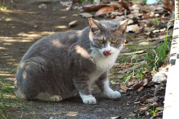 レックス　ぺろ