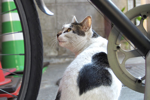 しろまる　自転車