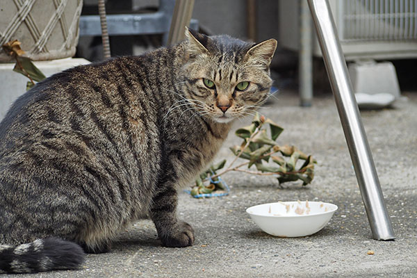 食べ終わった　シマヲ