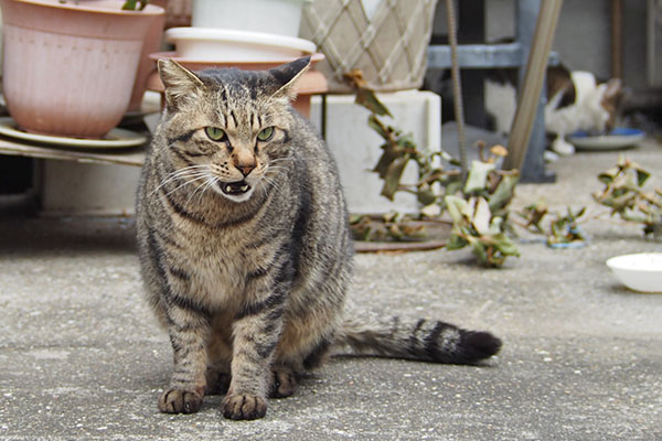 お座りする　シマヲ