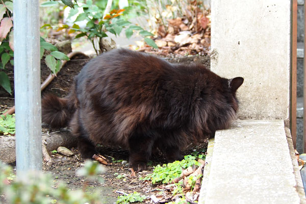 モフネ　食べる探す