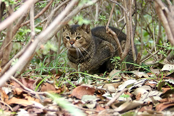 別の猫を探していたら　アビ