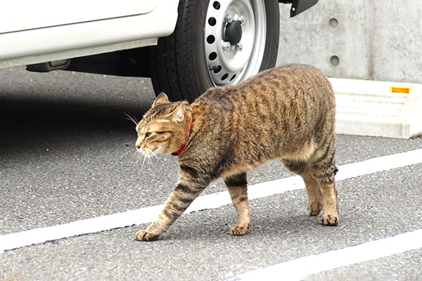 らい太　歩き出す