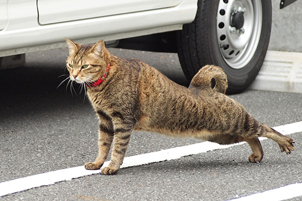 らい太　通常の伸び