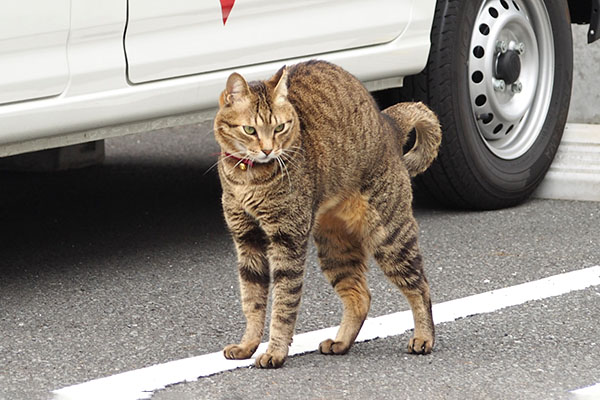 らい太　縦方向の伸び