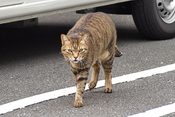 らい太　ちゅ～る欲しい