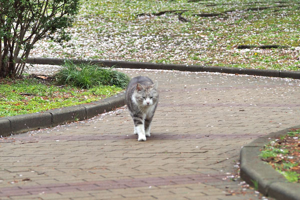 ゆっくりと歩くクロム