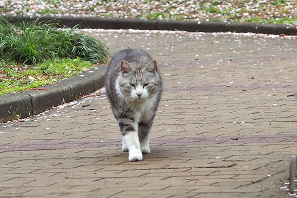 クロム　ずんずん