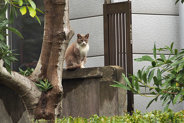 レックス　居たね