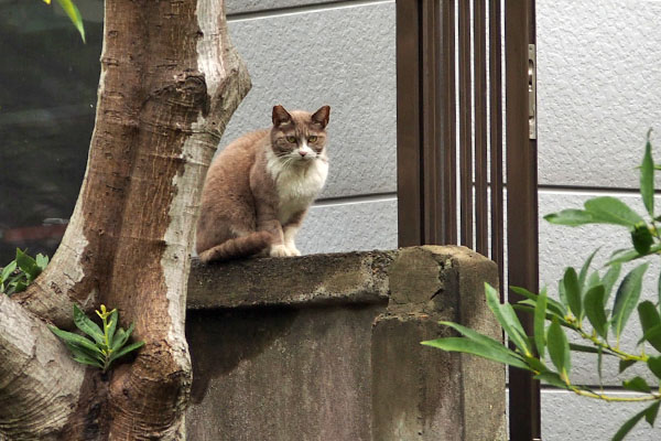 レックス　クロムが見えて身構えた