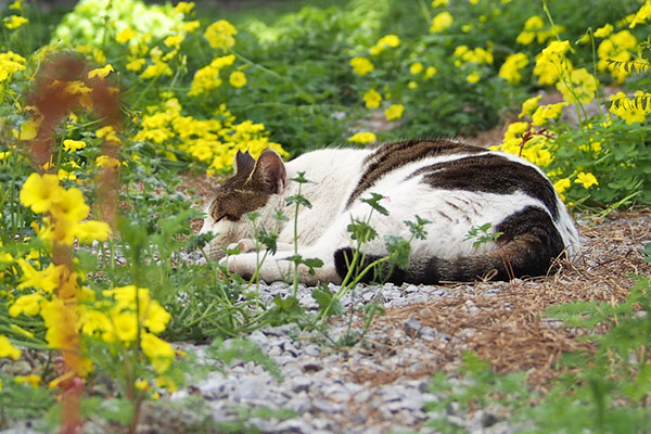 ルーフ　花に囲まれ眠る