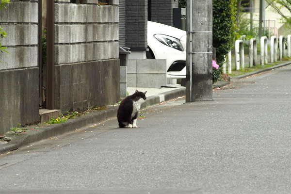 ちんまり　ブッチ