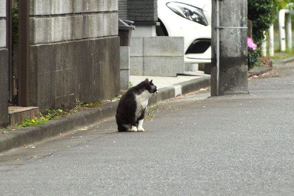 行先考え中　ブッチ