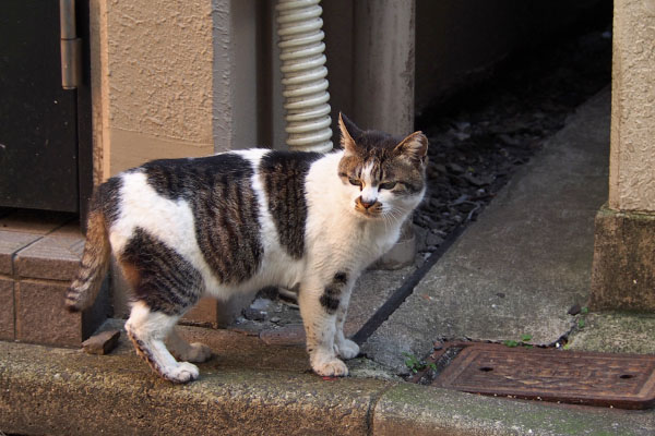 しぐれがやって来た