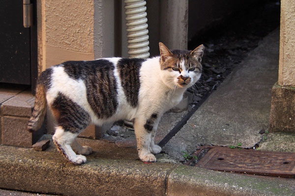 しぐれ　見てる