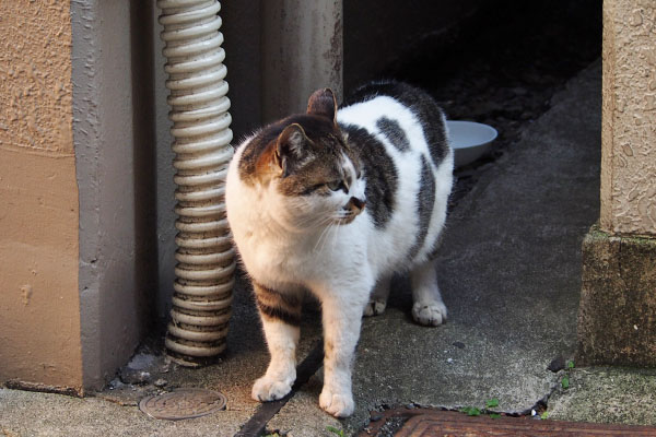 ムキっと横見るしぐれ