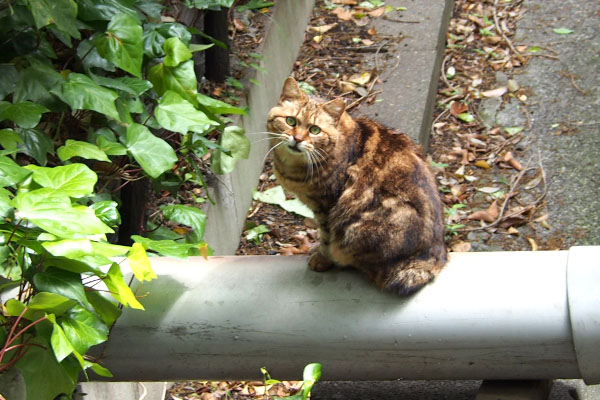 クラタン　元気だったか