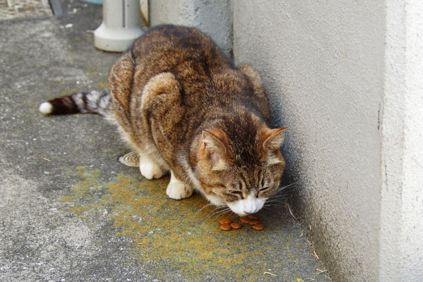 サーヤ　食べてる