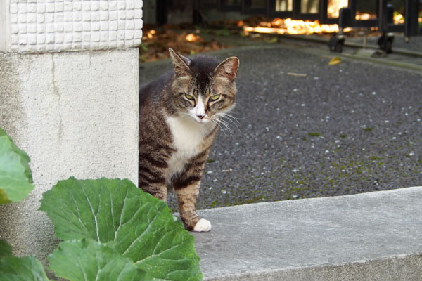 アシメ　食べたにゃ