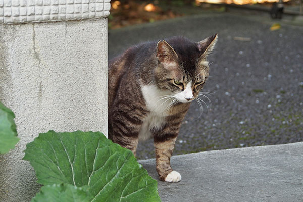 アシメ　まだいけますにゃ