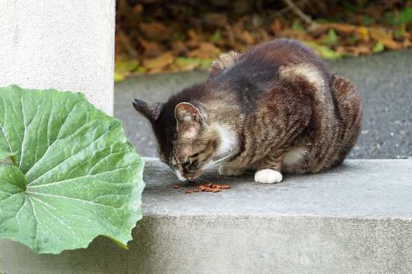 アシメ　追加をほおばる