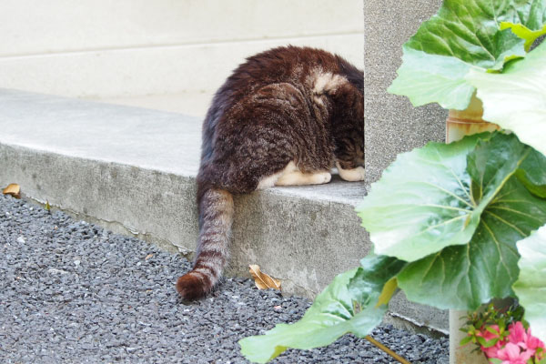 アシメ　食べてるしっぽ