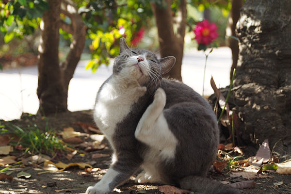 カキカキ　レックス