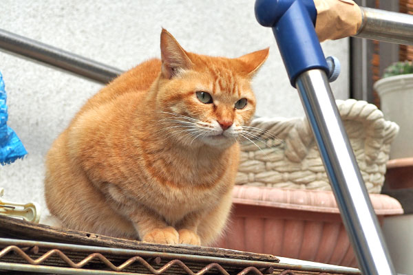 そらちゃん　どうせ入るんにゃ