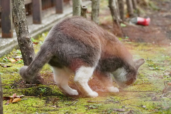 再び匂う　レックス