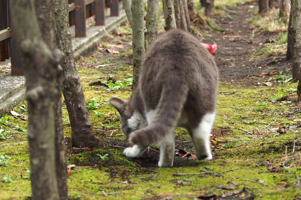 また確認　レックス