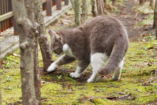 シャッ　レックス