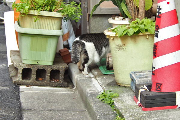 ケイ　いつもの定位置へ