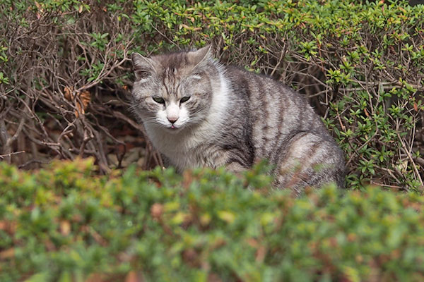 遠くから　クロム２