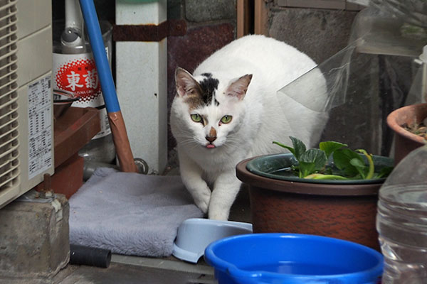 食べていたのか　オーロラ