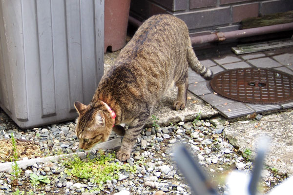 らい太　くんかくんか